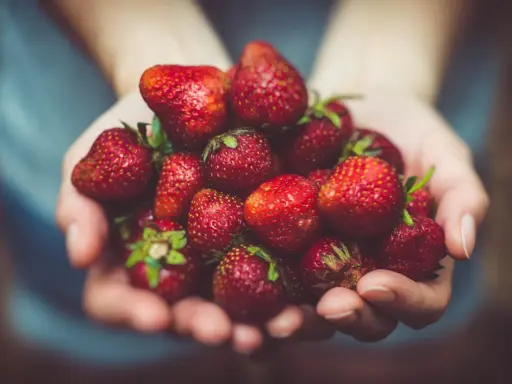 Hände halten eine Fülle saftiger Erdbeeren. Sind Erdbeeren gut zum Abnehmen? Ja, sie sind kalorienarm und voller Vitamine!