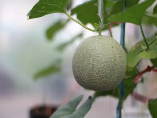 Un melon vert, encore jeune, pend à sa tige. Son origine est une culture soignée, promettant une saveur exquise.