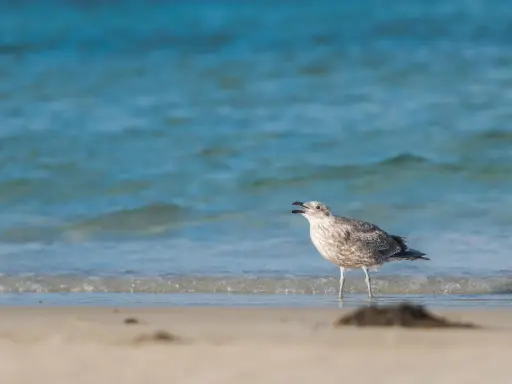 Młoda mewa stoi na brzegu plaży, wpatrując się w fale Bałtyku.