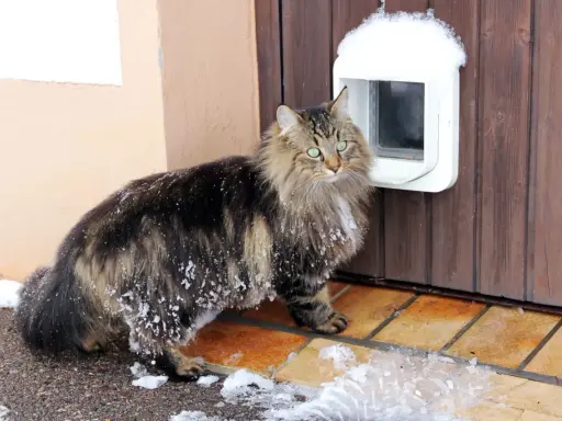 Langhaarkatze mit Schneeflocken im Fell steht vor einer Katzenklappe, die in eine Holztür eingebaut wurde.
