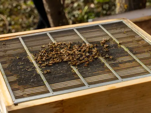 A cluster of bees swarming on a metal grate atop a wooden beehive.