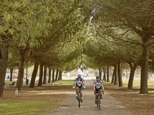 Due ciclisti pedalano su una ciclabile a Ravenna, immersi in un viale alberato di pini marittimi.