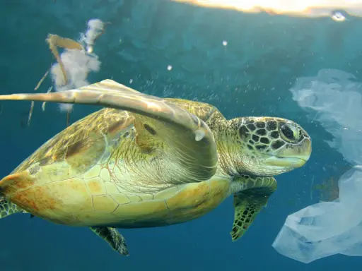 Tartaruga marina nuota tra sacchetti di plastica, simbolo del l'inquinamento marino.
