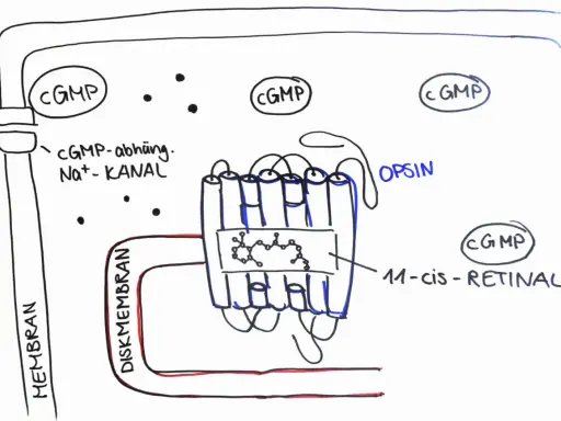 Schematische Darstellung der Phototransduktion: cGMP-abhängiger Na+-Kanal und Opsin mit 11-cis-Retinal in der Diskmembran.