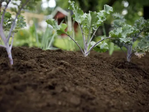 Små kålplantor växer i den mörka, kalkrika jorden. I bakgrunden syns ett rött hus och grönska.