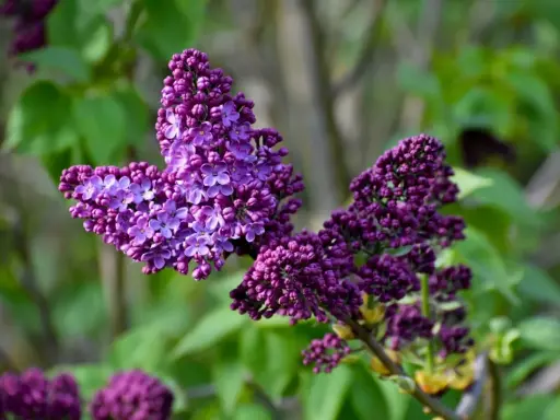 A vibrant lilac bush in fall, its deep purple blossoms a striking contrast against the soft green foliage.