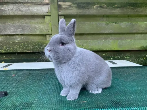 Ein flauschiges, graues Kaninchen mit großen Ohren sitzt auf einer grünen Matte. Es sieht aus wie ein kleines, blaues Holicer-Wesen, das die Welt erkundet.