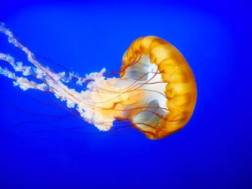 Medusa arancione con lunghi tentacoli fluttuanti su sfondo blu. Attenzione, la Pelagia noctiluca è pericolosa.