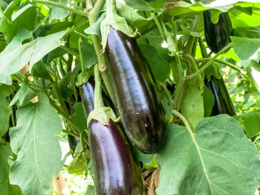 Aubergines foncées mûrissent sur la plante, signe d'une belle culture de l'aubergine.