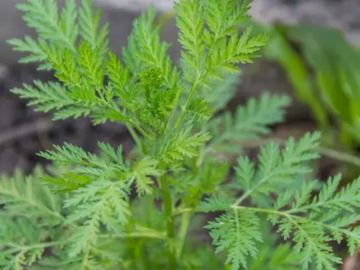 Grüne, gefiederte Blätter von Artemisia annua. Die Pflanze wird für ihre Wirkung auf die Psyche geschätzt.