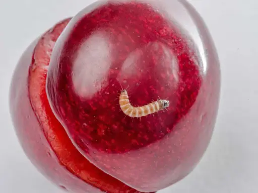 A tiny, segmented caterpillar, one of the cherry worms, crawls on a ripe, red cherry.