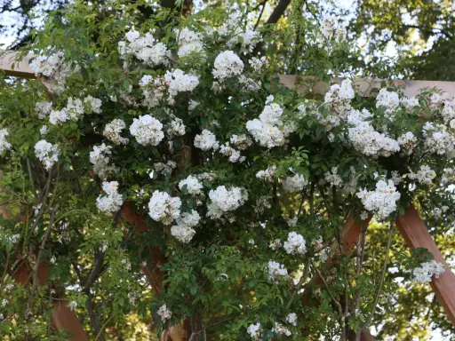 En rikligt blommande honungsros, Lykkefund, klättrar över en träpergola. De små vita blommorna bildar täta klasar mot det gröna lövverket.