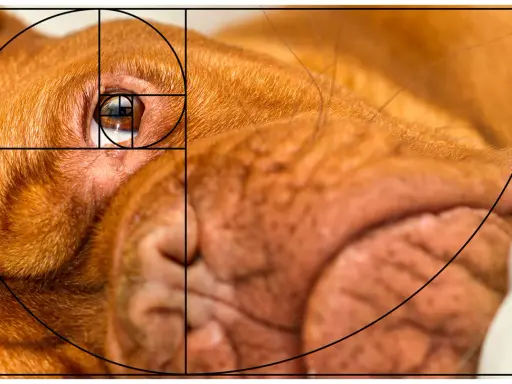 En närbild av en hunds öga och nos, med en överlagd gyllene snittet foto-spiral som framhäver kompositionen.