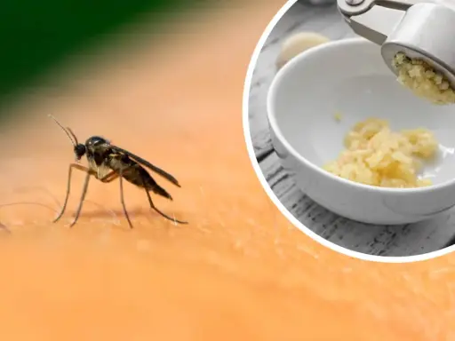 Ziemiórki na skórze i czosnek granulowany na ziemiórki wyciskany przez praskę do miseczki.