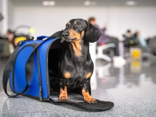 Jamnik w niebieskiej torbie podróżnej czeka na lot z Ryanair.