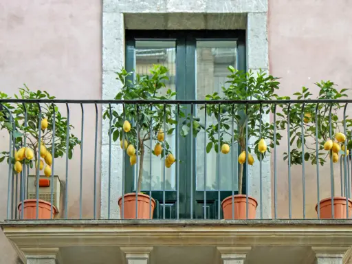 Quatre citronniers en pot ornent un balcon, leurs fruits jaunes brillants se détachant sur le feuillage vert.