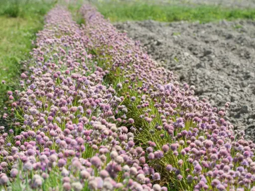 Champ de fleurs de ciboulette aux teintes rosées, s'étendant à perte de vue, bordé par de l'herbe verte et un sol labouré.