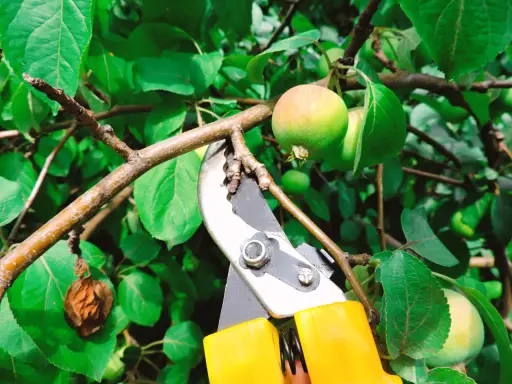 Sécateur jaune prêt à tailler un jeune pommier. L'entretien de l'arbre assure une belle récolte.