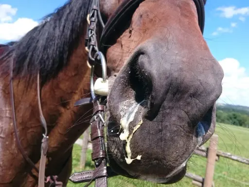 Braunes Pferd mit Ausfluss aus den Nüstern. Vielleicht ein trockener Husten beim Pferd, für den Hausmittel gesucht werden.