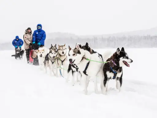En grupp hundar drar en släde genom snön. Hundspannet är en fantastisk upplevelse i vinterlandskapet.
