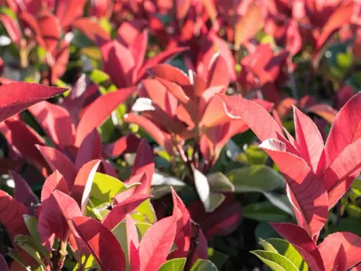 Feuilles d'un arbuste persistant rouge éclatant, baignées de soleil. Un spectacle végétal vibrant.