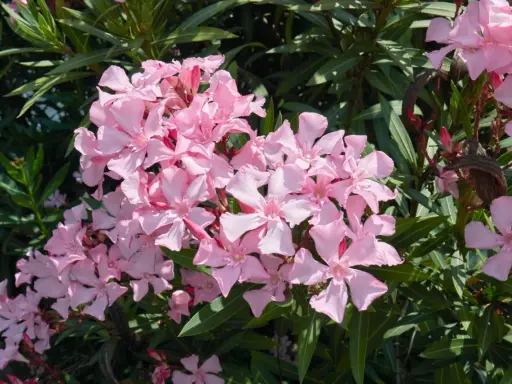 Oleander: Przycinanie krok po kroku. Kwitnij bujnie i bezpiecznie!
