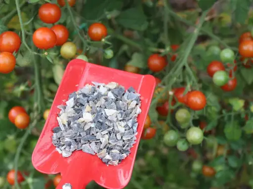 Une pelle rouge contient un engrais granulaire, prêt à nourrir les tomates mûres sur la plante.