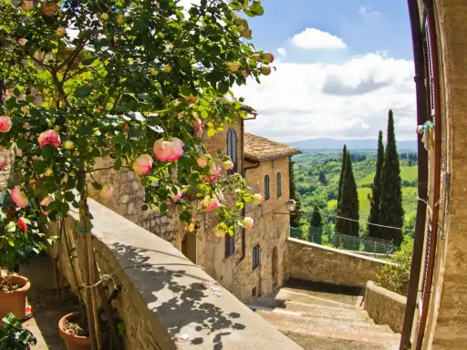 En vacker rosenbuske blommar vid en stentrappa i Toscana. Perfekt för tips om resa till Italien.