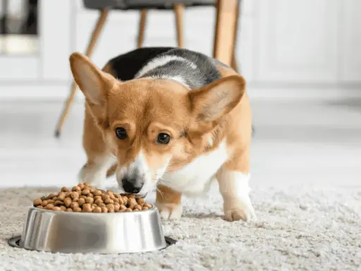 Petit corgi curieux découvre sa nouvelle transition croquette chien. Il renifle avec intérêt sa gamelle remplie.