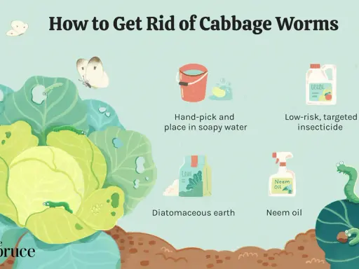 Illustration showing methods to combat cabbage worms, including hand-picking, insecticide, diatomaceous earth, and neem oil.