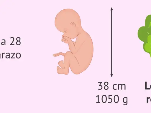 Semana 28 de embarazo: el feto mide 38 cm y pesa 1050 g, como una lechuga romana.