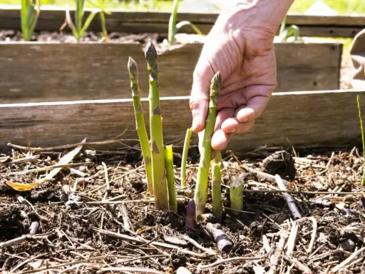Main d'un jardinier récoltant des asperges vertes et violettes, un signe de la culture asperge florissante.