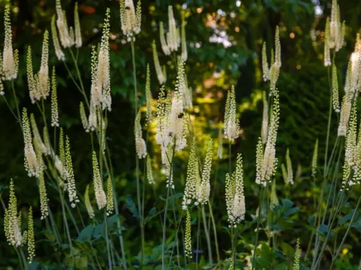 Weiße, kerzenförmige Blütenstände der Traubensilberkerze im Abendlicht. Bienen besuchen die Blüten, während im Hintergrund grünes Laub zu sehen ist. Informationen zu Traubensilberkerze Nebenwirkungen sind hier nicht ersichtlich.