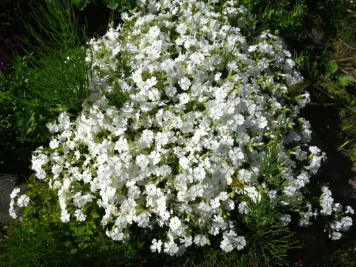 En matta av vita flox blommor breder ut sig i trädgården, omgiven av grönt bladverk.