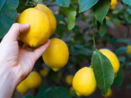 Main d'une personne cueillant un citron jaune mûr sur un arbre, entouré de feuilles vertes.