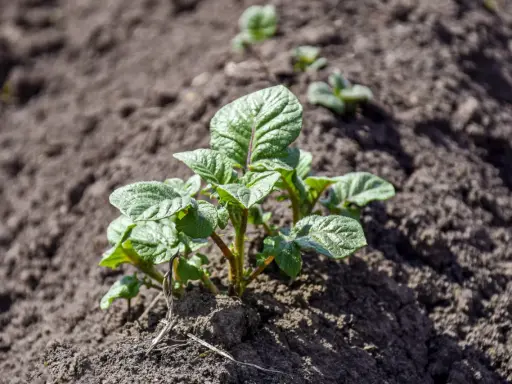 Jeunes pousses de pommes de terre dans la terre, prêtes à grandir. Le début de la saison pour planter des pommes de terre.