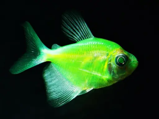Neonowa tetra kolorowa, świecąca w ciemności. Idealna do akwarium z innymi rybami.