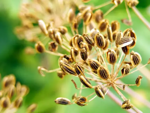 Reife Dill-Samenstände, bereit zum Dill ernten. Die braunen Samen sind gestreift und hängen an dünnen Stielen vor unscharfem grünen Hintergrund.