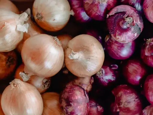 Gros plan sur une **plantation d'oignons rouges** et jaunes, prêts à être cuisinés.