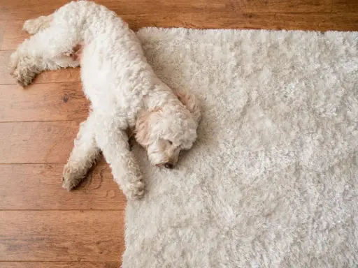 Un perro blanco duerme plácidamente sobre una alfombra mullida, ajeno al ruido calle.