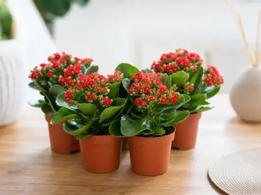 Plusieurs kalanchoés aux fleurs rouges éclatantes, prêts pour leur kalanchoe arrosage.