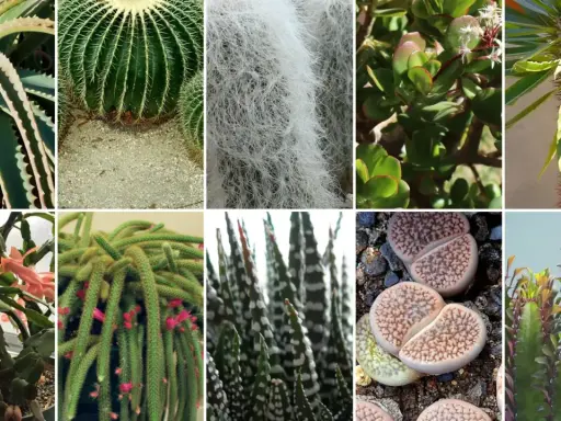 Kolaż przedstawia różnorodne sukulenty gatunki: aloes, kaktus kulisty, Tillandsia, grubosz, wilczomlecz, grudnik, kaktus-wężyk, Haworthia, litopsy i inny wilczomlecz.