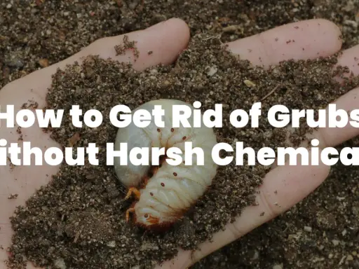 A hand holds soil with a large white grub, illustrating how to get rid of grubs without harsh chemicals.