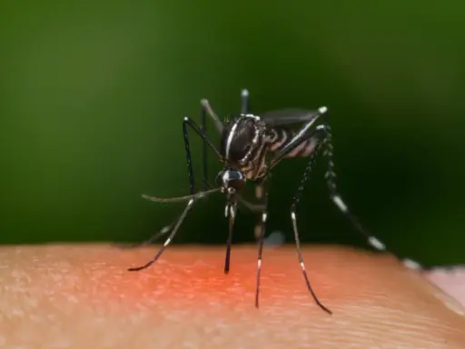 Komar na skórze, symbol problemu, który skłania do szukania sposobów na komary w domu.