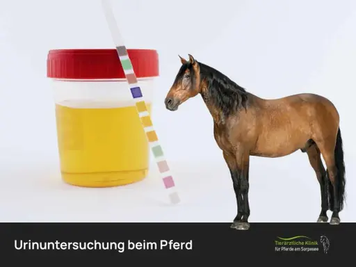 Urinprobe eines Pferdes mit Teststreifen. Die Farbe des Urins ist gelb, nicht dunkler Urin.
