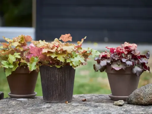 Vackra alunrot samplanteringar i krukor på en stenmur. Bladen skiftar i grönt, rosa och rött.