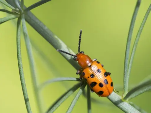 A bright orange asparagus beetle with black spots crawls on a green plant stem against a blurred green background.