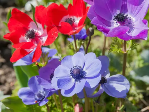 Un bouquet d'anémones fleur aux couleurs vives : rouge, violet et bleu. Une coccinelle se promène sur une pétale bleue.