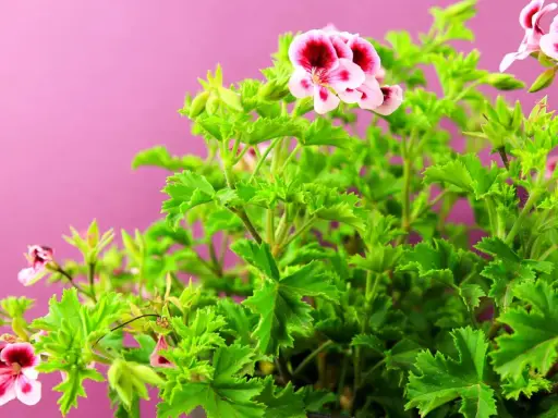 Kwitnący krzew pelargonii pachnącej, znanej jako anginka kwiat, z różowo-bordowymi kwiatami na tle pudrowego różu.
