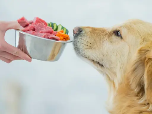 Złoty retriever wącha miskę z surowym mięsem i warzywami, pokazując, co mogą jeść psy.